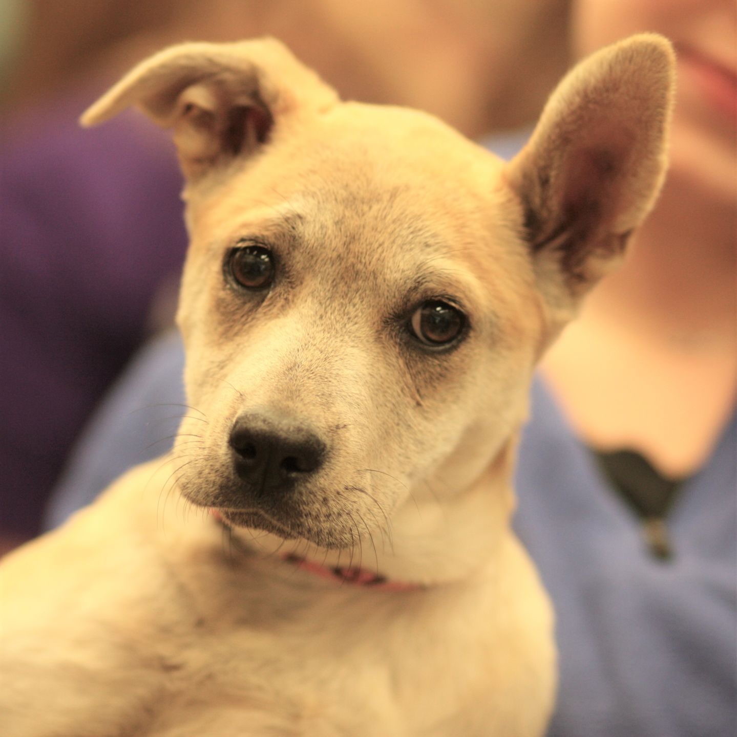 F pup Frannie.JPG